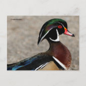 木製ダックドレイクの輪郭 ポストカード (正面)