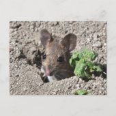 木製マウスはがき ポストカード (正面)