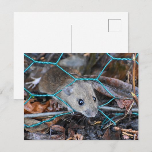 木製マウス ポストカード (正面/裏面)