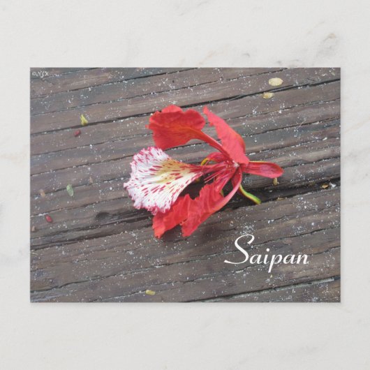 木道に咲く孤独な炎の木 ポストカード (正面)