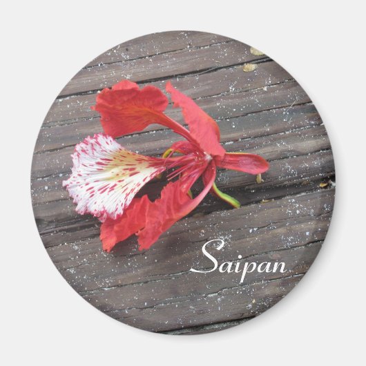 木道に咲く孤独な炎の木 マグネット (正面)