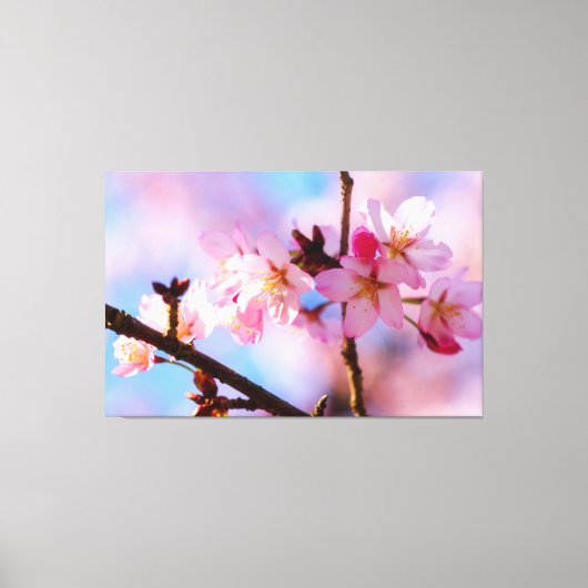 木陰に咲く桜の花の群れ キャンバスプリント (正面)