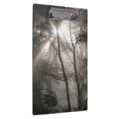 木陰の森を抜ける日光 クリップボード (右)