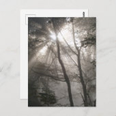 木陰の森を抜ける日光 ポストカード (正面/裏面)