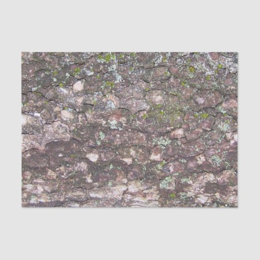 木2 – 樹皮のコケ 薄葉紙 (正面)