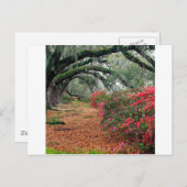 木 アザレア オーク マグノリア チャールストン ポストカード (正面/裏面)