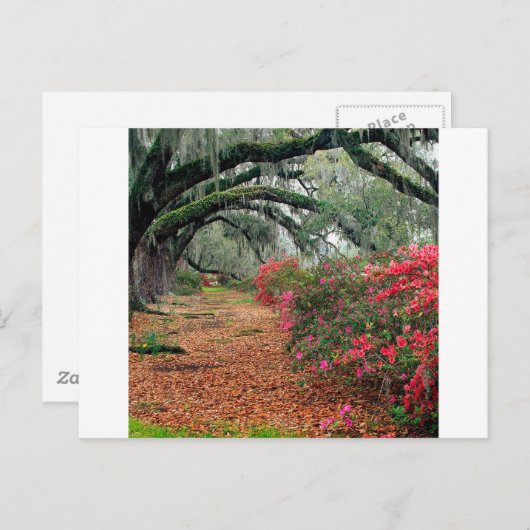 木 アザレア オーク マグノリア チャールストン ポストカード (正面/裏面)