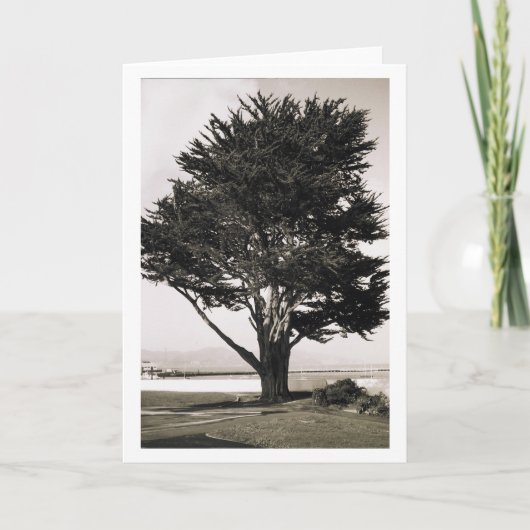 木 カード (正面)