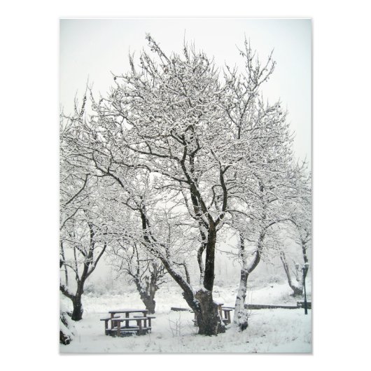 木 フォトプリント            (正面)