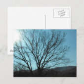 木 ポストカード (正面/裏面)