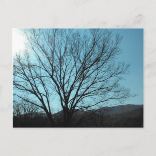 木 ポストカード (正面)