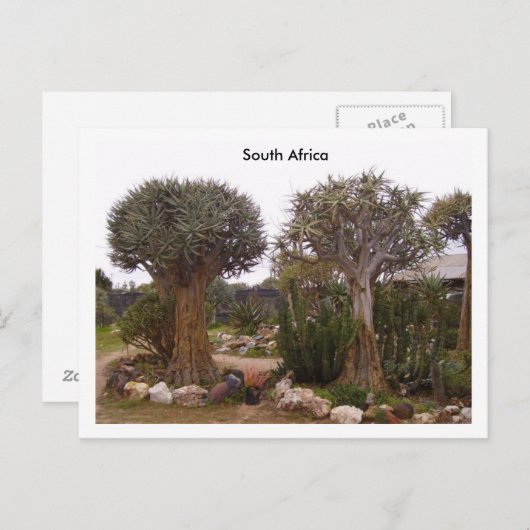 木 ポストカード (正面/裏面)