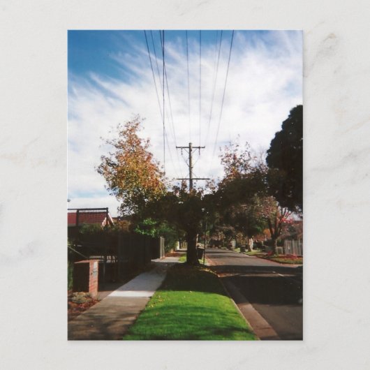 木 ポストカード (正面)