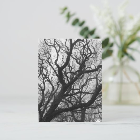 木 ポストカード (スタンド正面)