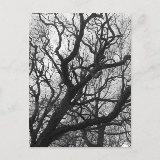 木 ポストカード (正面)