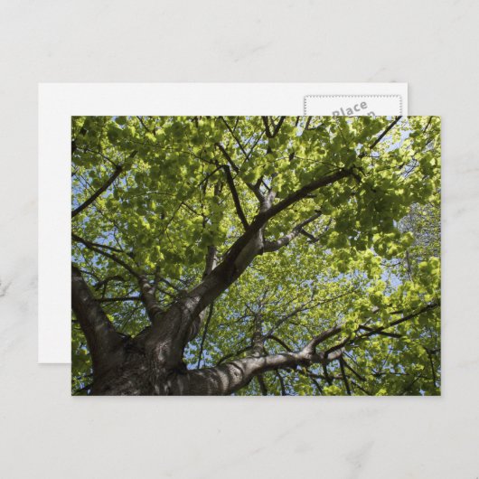 木 ポストカード (正面/裏面)