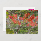 木 ポストカード (正面/裏面)