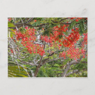 木 ポストカード