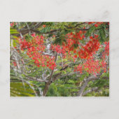 木 ポストカード (正面)