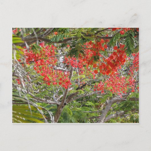 木 ポストカード (正面)