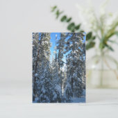 木 ポストカード (スタンド正面)