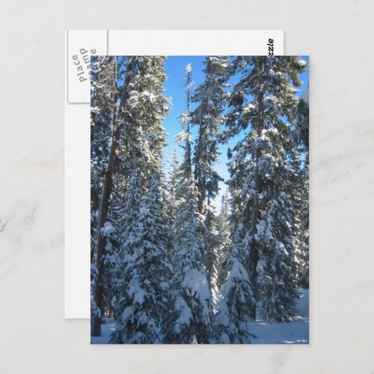 木 ポストカード (正面/裏面)