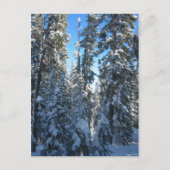 木 ポストカード (正面)