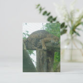 木、森、自然、野生動物上の眠る虎 ポストカード (スタンド正面)