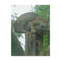 木、森、自然、野生動物上の眠る虎