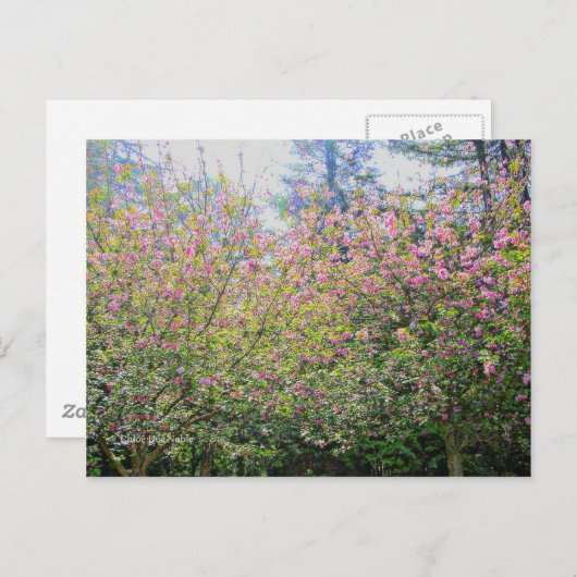 木#3 ポストカード (正面/裏面)