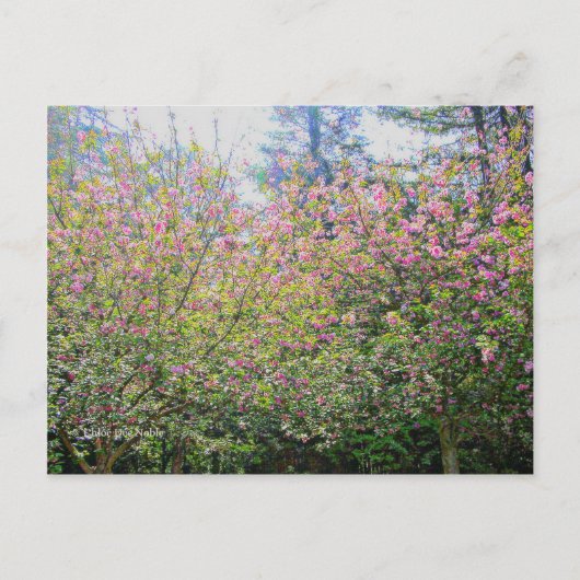 木#3 ポストカード (正面)