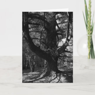 木、UCサンタクルス1963年 カード