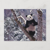 木、Wolong、四川に立っているジャイアントパンダ ポストカード (正面)