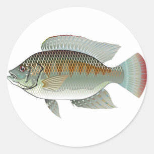 未加工シーフードのイズミダイの魚のベクトル ラウンドシール