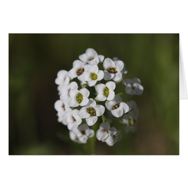 未定義 (正面横)