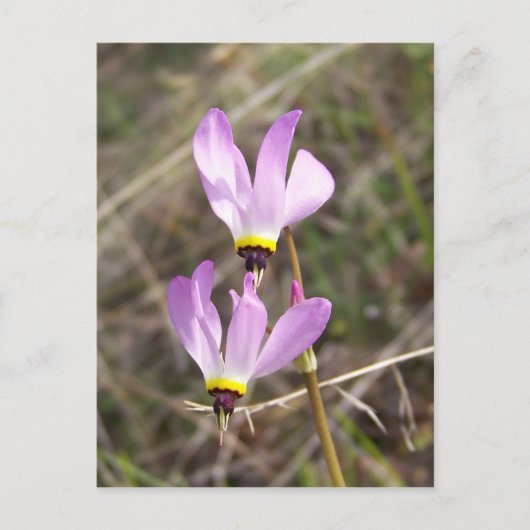 未定義 ポストカード (正面)