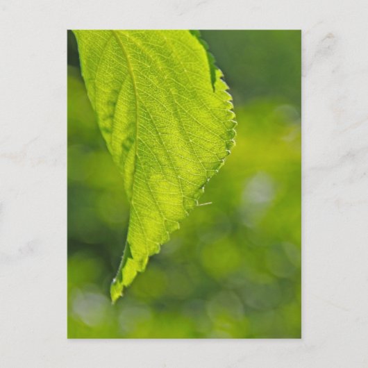 未定義 ポストカード (正面)