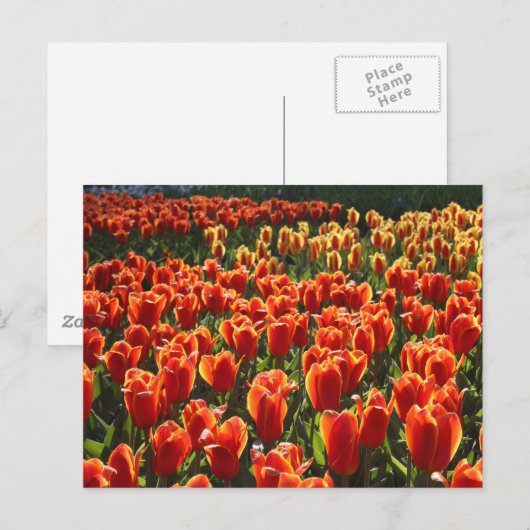 未定義 ポストカード (正面/裏面)