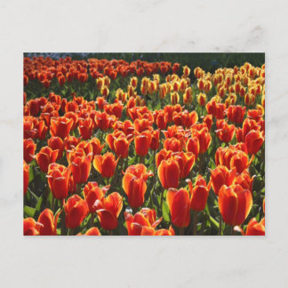 未定義 ポストカード