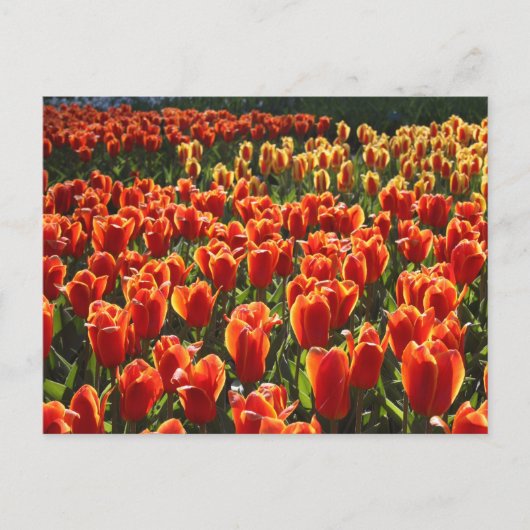 未定義 ポストカード (正面)