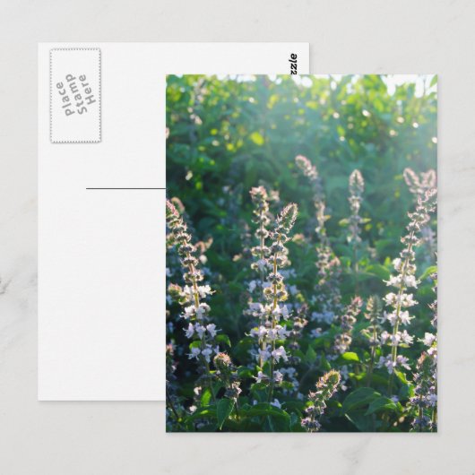 未定義 ポストカード (正面/裏面)