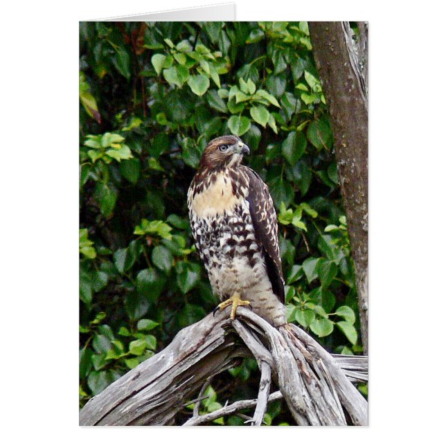 未成年者によって赤後につかれるタカ (正面)