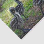 「未来の羽：三つのベビーEMUの雛」 薄葉紙 (詳細)