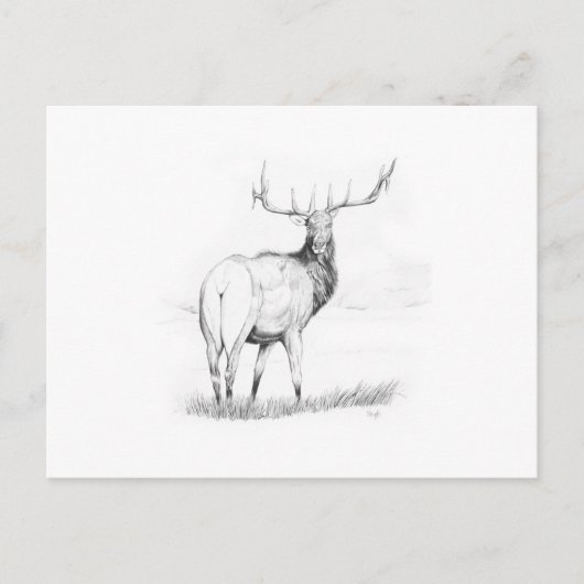 未決定 ポストカード (正面)