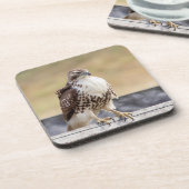 未熟なアカオタカのポートレート コースター (左側)