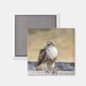 未熟なアカオタカのポートレート マグネット (正面/裏面)