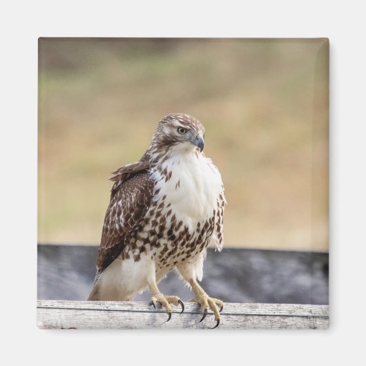 未熟なアカオタカのポートレート マグネット (正面)