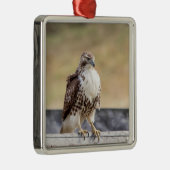 未熟なアカオタカのポートレート メタルオーナメント (右)