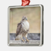 未熟なアカオタカのポートレート メタルオーナメント (左)