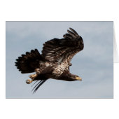 未熟な禿鷲の飛行 (正面横)